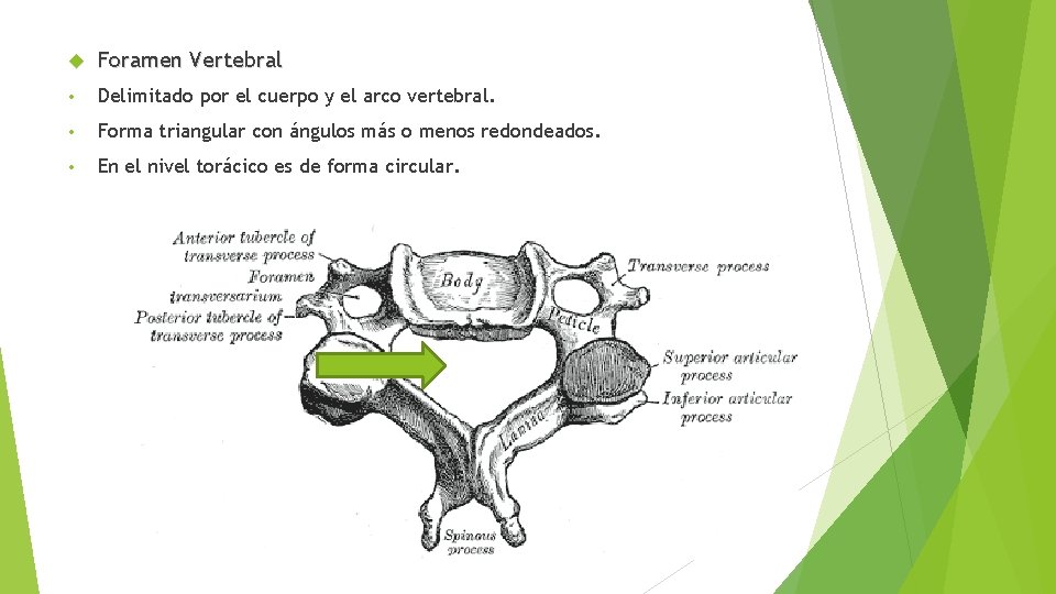  Foramen Vertebral • Delimitado por el cuerpo y el arco vertebral. • Forma