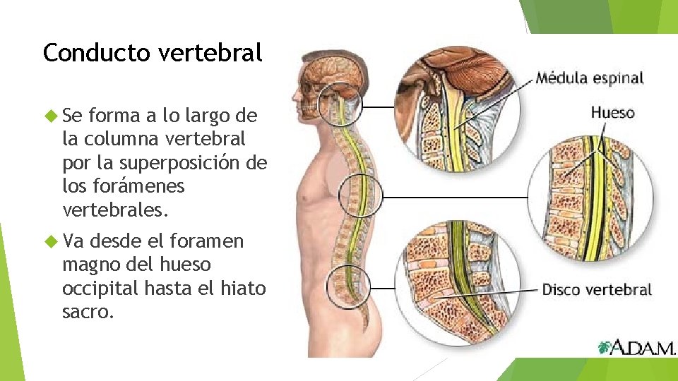 Conducto vertebral Se forma a lo largo de la columna vertebral por la superposición