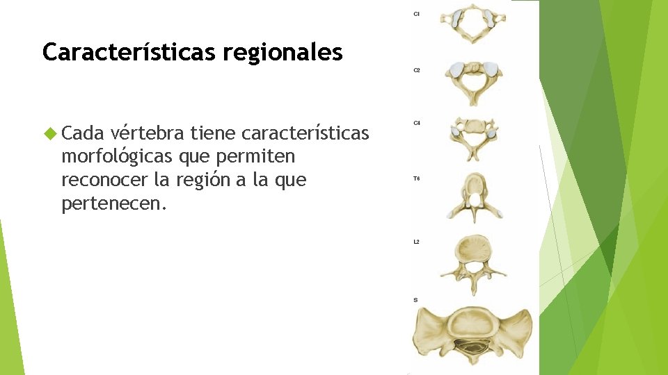 Características regionales Cada vértebra tiene características morfológicas que permiten reconocer la región a la