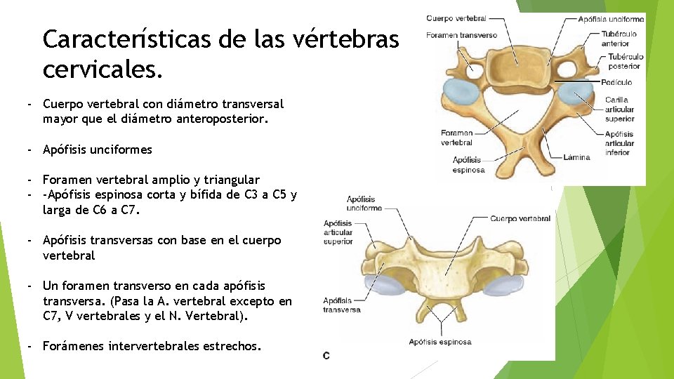 Características de las vértebras cervicales. - Cuerpo vertebral con diámetro transversal mayor que el