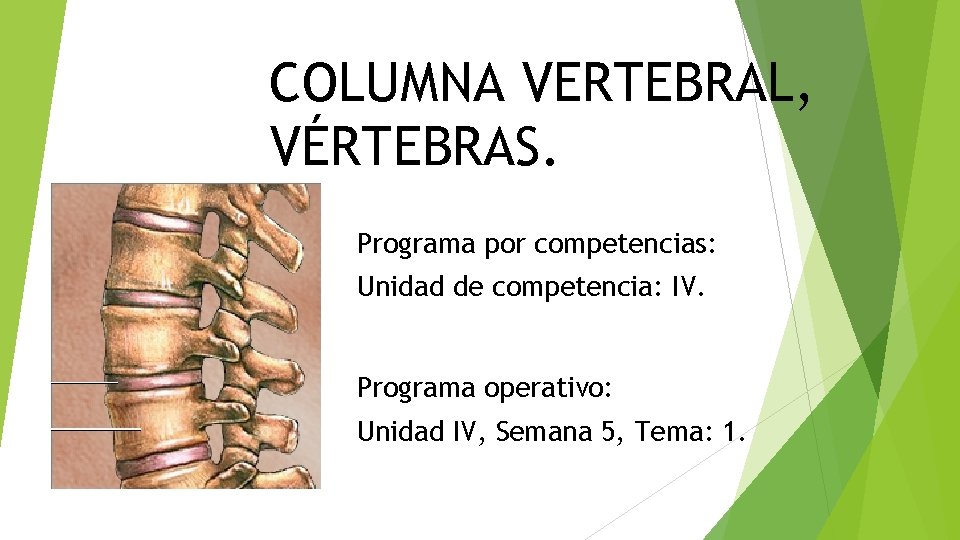 COLUMNA VERTEBRAL, VÉRTEBRAS. Programa por competencias: Unidad de competencia: IV. Programa operativo: Unidad IV,