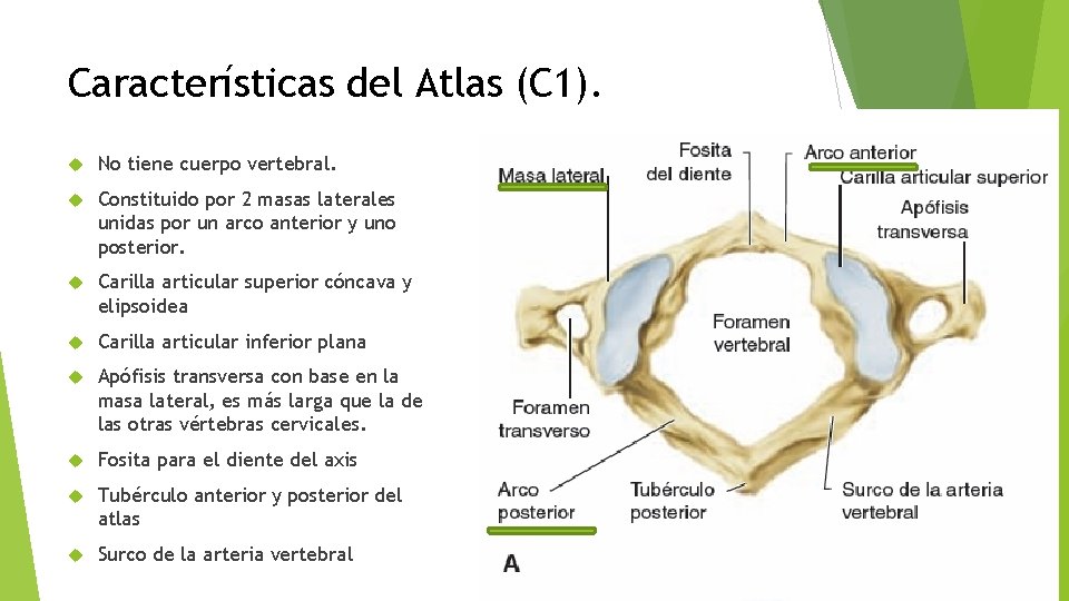 Características del Atlas (C 1). No tiene cuerpo vertebral. Constituido por 2 masas laterales