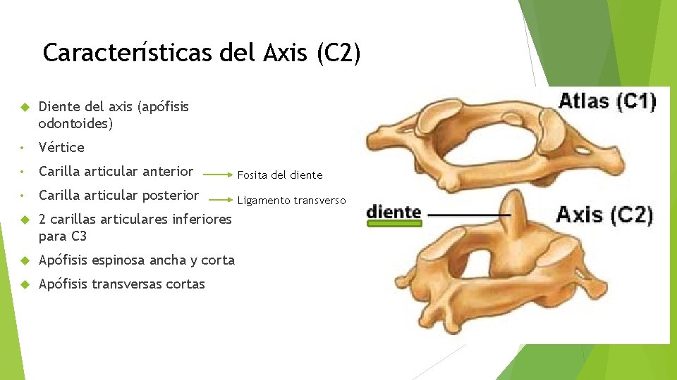 Características del Axis (C 2) Diente del axis (apófisis odontoides) • Vértice • Carilla