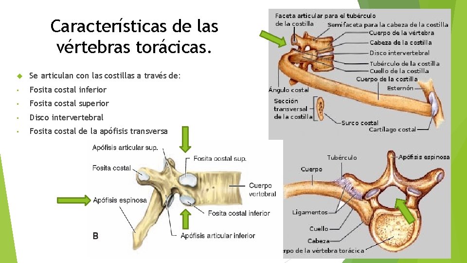 Características de las vértebras torácicas. Se articulan con las costillas a través de: •