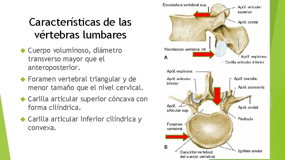 Características de las vértebras lumbares Cuerpo voluminoso, diámetro transverso mayor que el anteroposterior. Foramen