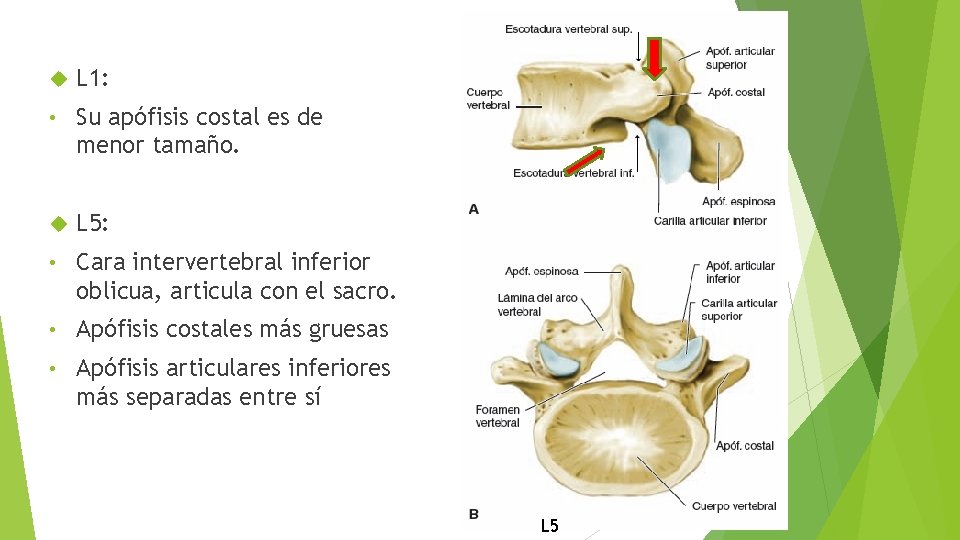  L 1: • Su apófisis costal es de menor tamaño. L 5: •