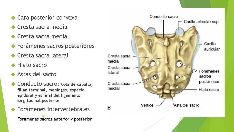  Cara posterior convexa Cresta sacra medial Forámenes sacros posteriores Cresta sacra lateral Hiato