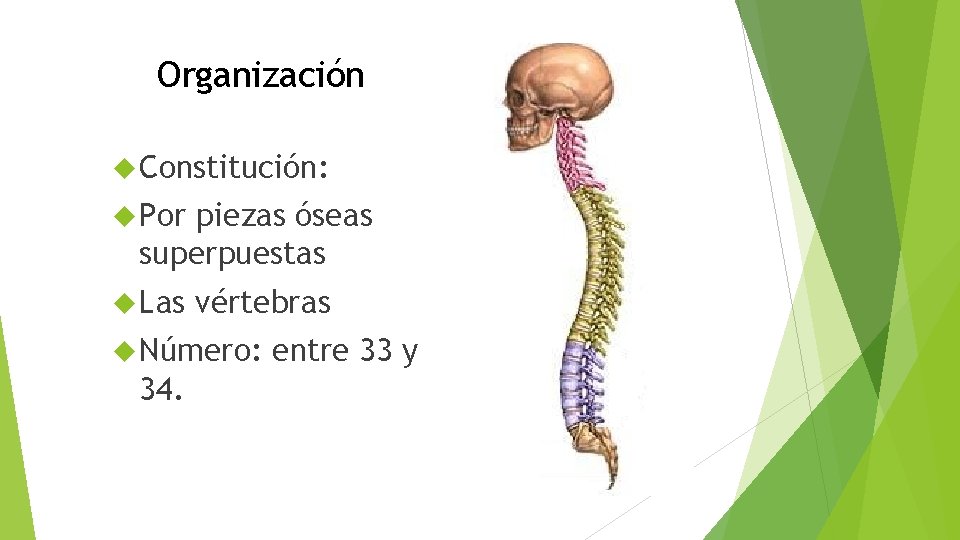 Organización Constitución: Por piezas óseas superpuestas Las vértebras Número: 34. entre 33 y 