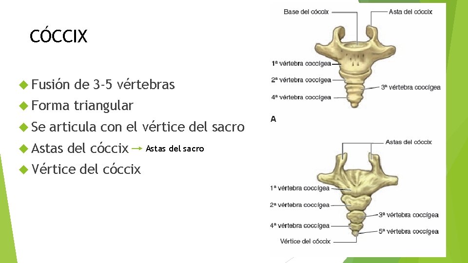 CÓCCIX Fusión de 3 -5 vértebras Forma triangular Se articula con el vértice del