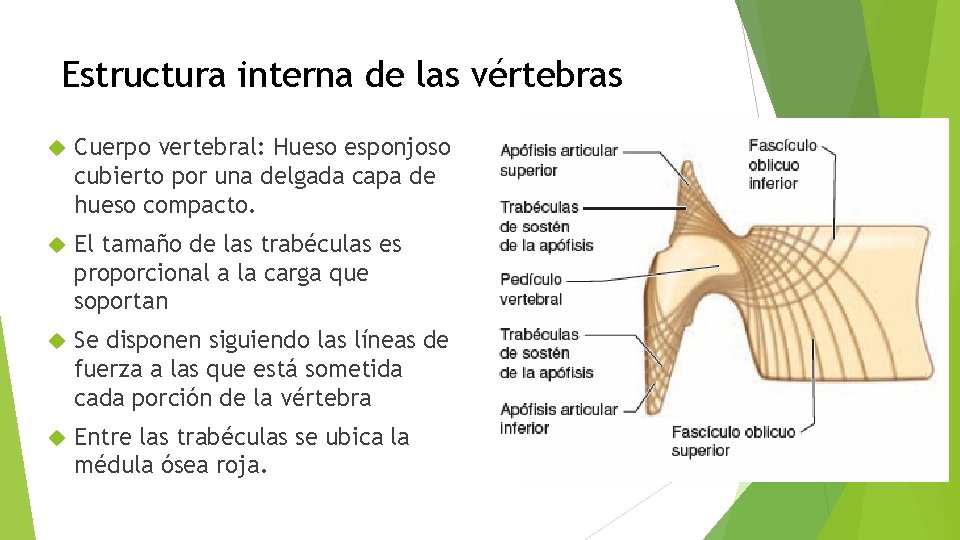 Estructura interna de las vértebras Cuerpo vertebral: Hueso esponjoso cubierto por una delgada capa