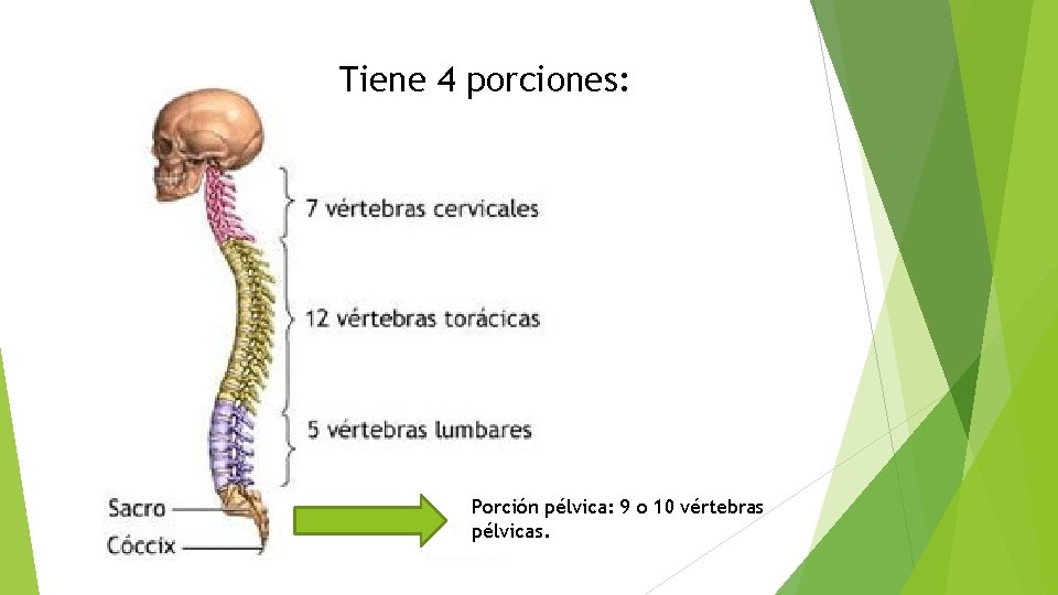 Tiene 4 porciones: Porción pélvica: 9 o 10 vértebras pélvicas. 