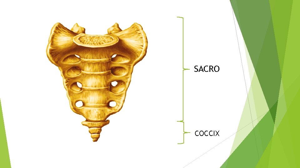 SACRO COCCIX 