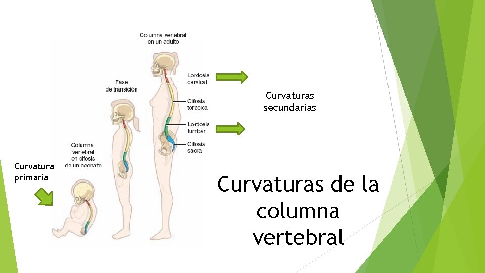 Curvaturas secundarias Curvatura primaria Curvaturas de la columna vertebral 