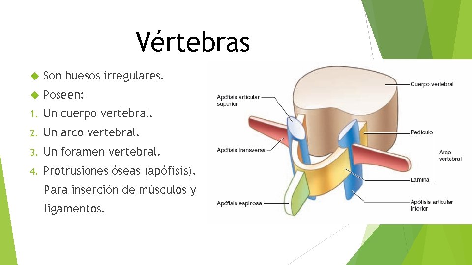 Vértebras Son huesos irregulares. Poseen: 1. Un cuerpo vertebral. 2. Un arco vertebral. 3.