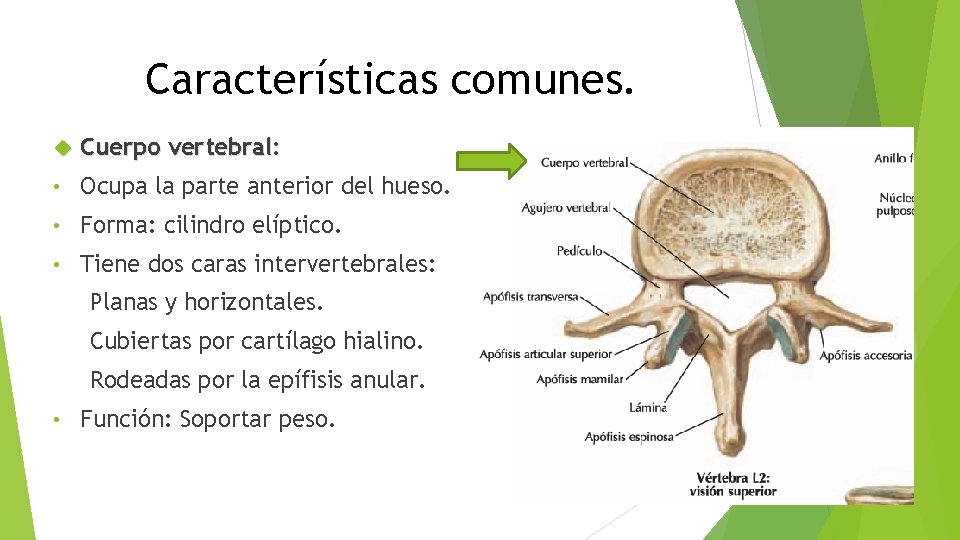 Características comunes. Cuerpo vertebral: • Ocupa la parte anterior del hueso. • Forma: cilindro