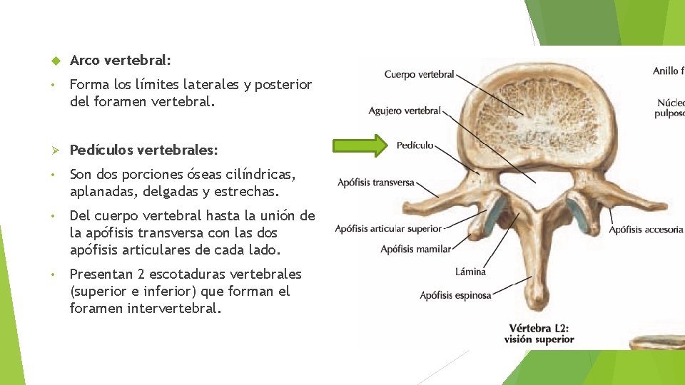  Arco vertebral: • Forma los límites laterales y posterior del foramen vertebral. Ø