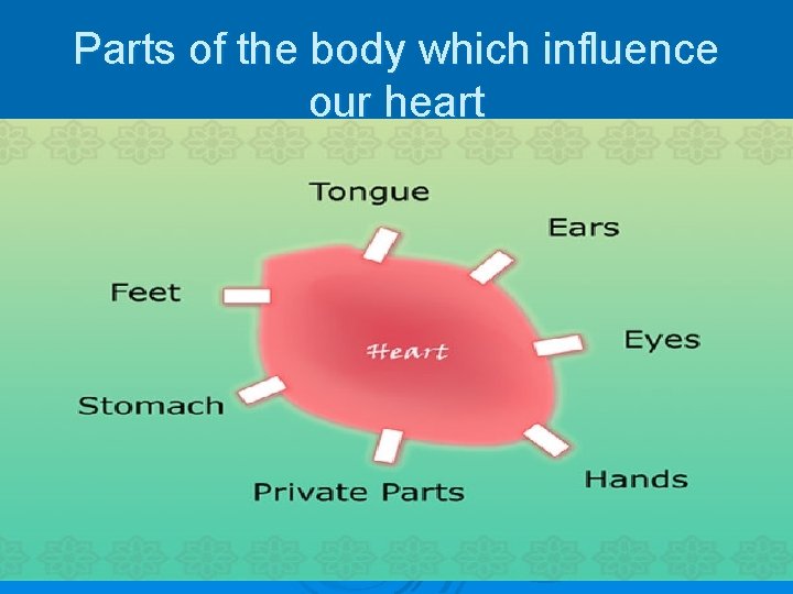 Parts of the body which influence our heart 
