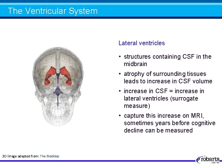 The Ventricular System Lateral ventricles • structures containing CSF in the midbrain • atrophy