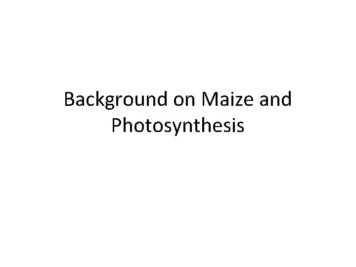 Background on Maize and Photosynthesis 