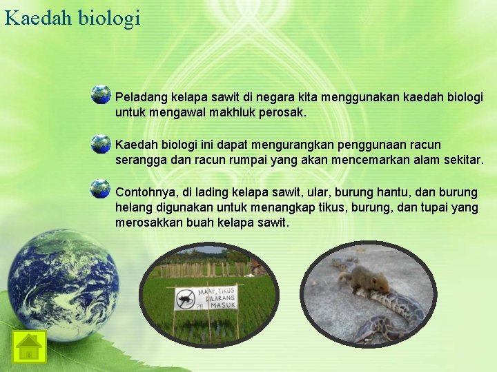 Kaedah biologi Peladang kelapa sawit di negara kita menggunakan kaedah biologi untuk mengawal makhluk