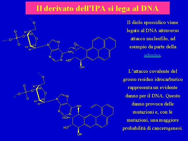 Il derivato dell’IPA si lega al DNA Il diolo epossidico viene legato al DNA