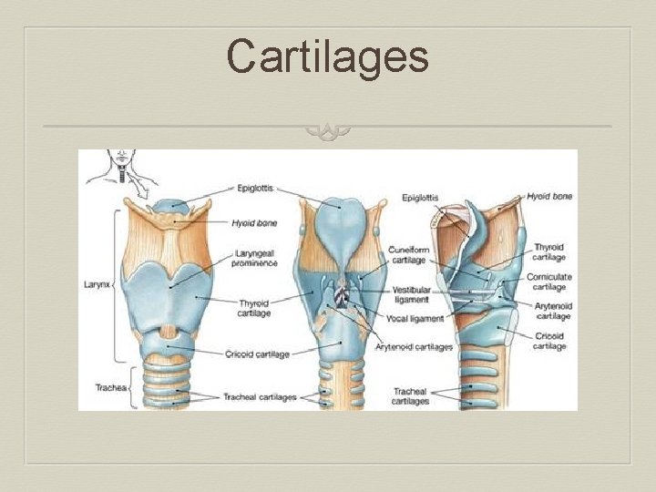 Cartilages 