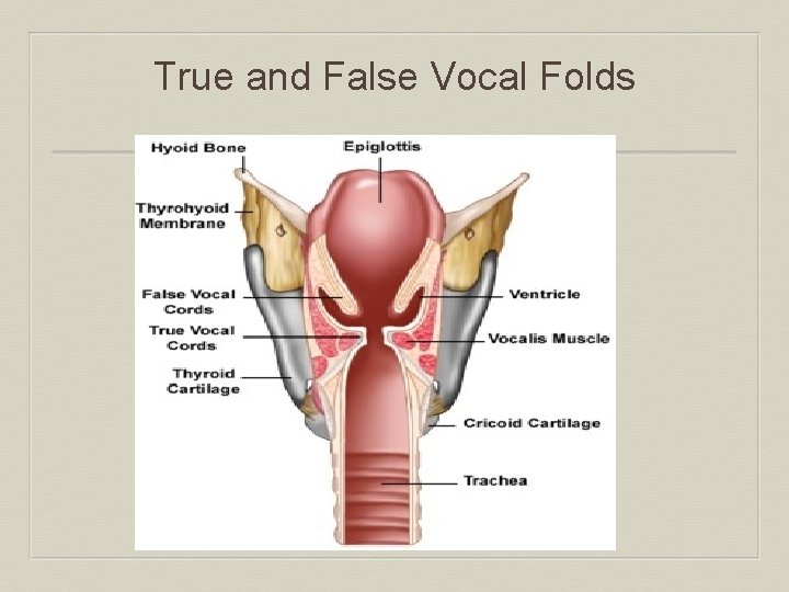 True and False Vocal Folds 