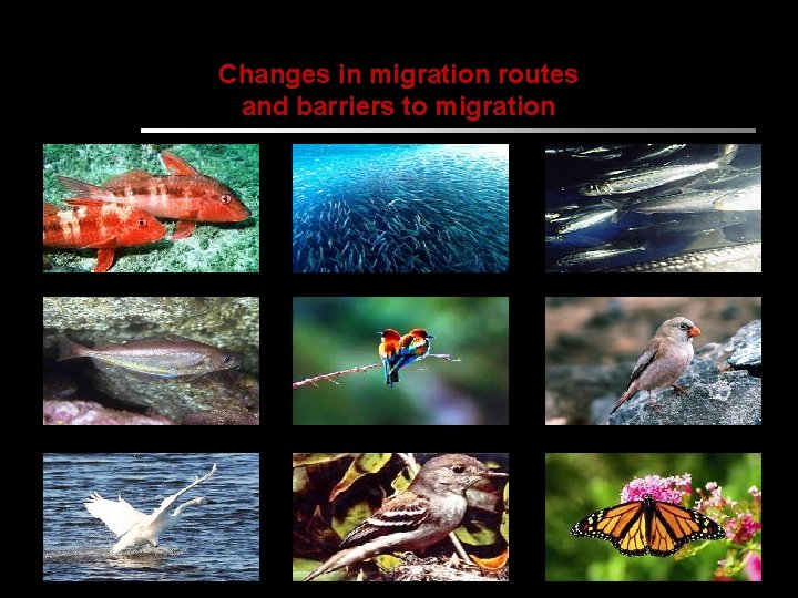 Changes in migration routes and barriers to migration 