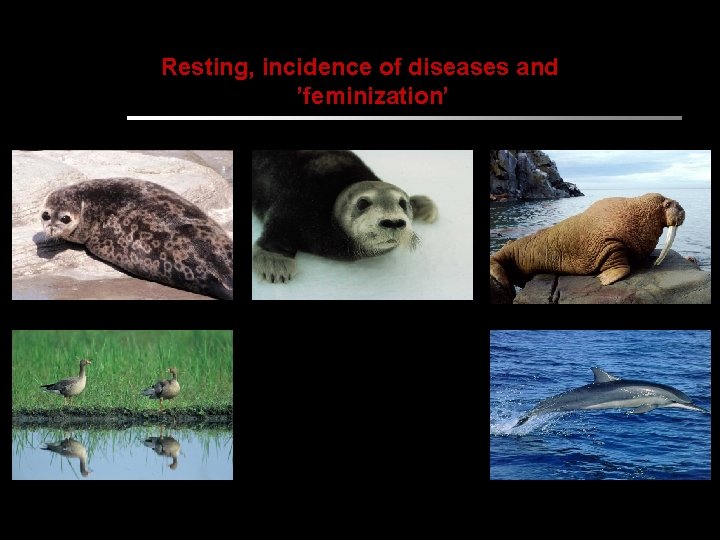 Resting, incidence of diseases and ’feminization’ 