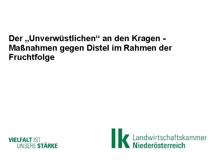 Der „Unverwüstlichen“ an den Kragen Maßnahmen gegen Distel im Rahmen der Fruchtfolge 