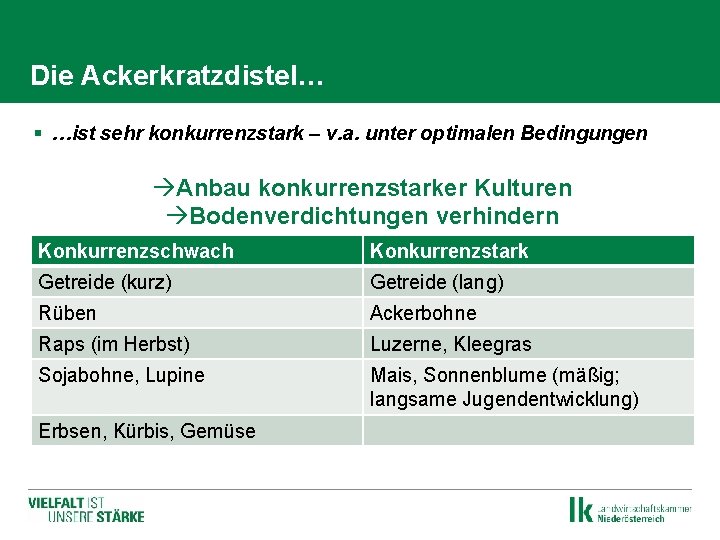 Die Ackerkratzdistel… § …ist sehr konkurrenzstark – v. a. unter optimalen Bedingungen Anbau konkurrenzstarker