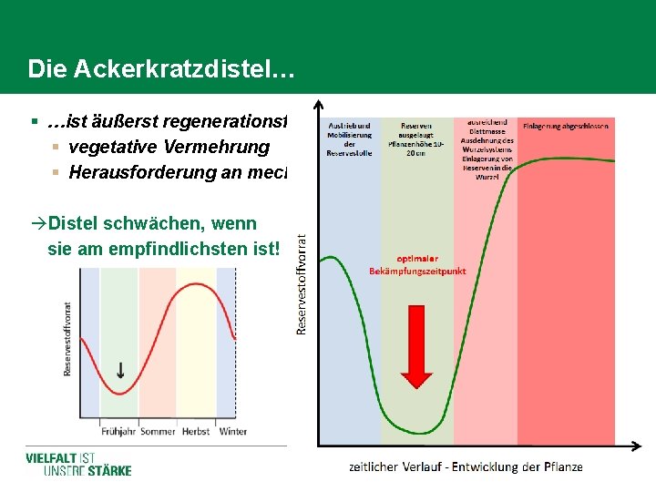 Die Ackerkratzdistel… § …ist äußerst regenerationsfähig § vegetative Vermehrung § Herausforderung an mechanische Bekämpfung