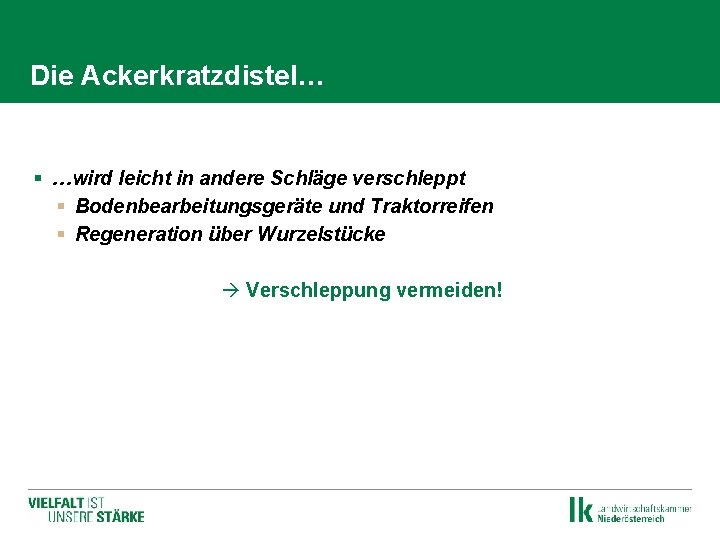 Die Ackerkratzdistel… § …wird leicht in andere Schläge verschleppt § Bodenbearbeitungsgeräte und Traktorreifen §