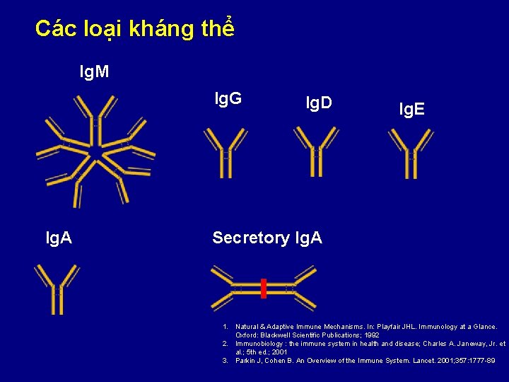 Các loại kháng thể Ig. M Ig. G Ig. A Ig. D Ig. E