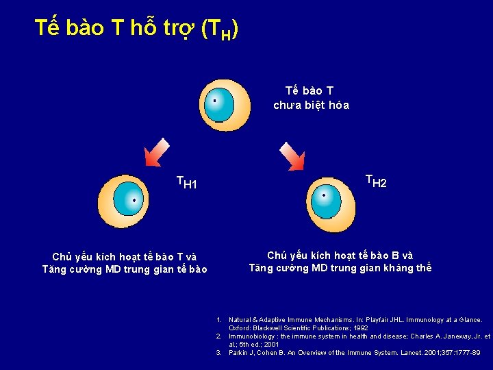 Tế bào T hỗ trợ (TH) Tế bào T chưa biệt hóa TH 1