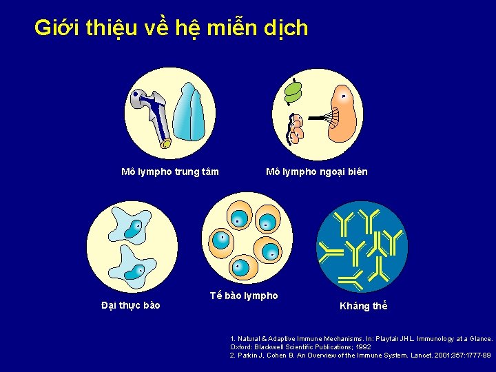 Giới thiệu về hệ miễn dịch Mô lympho trung tâm Đại thực bào Mô