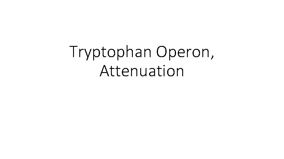 Tryptophan Operon, Attenuation 