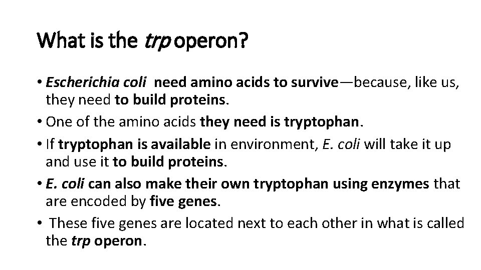 What is the trp operon? • Escherichia coli need amino acids to survive—because, like