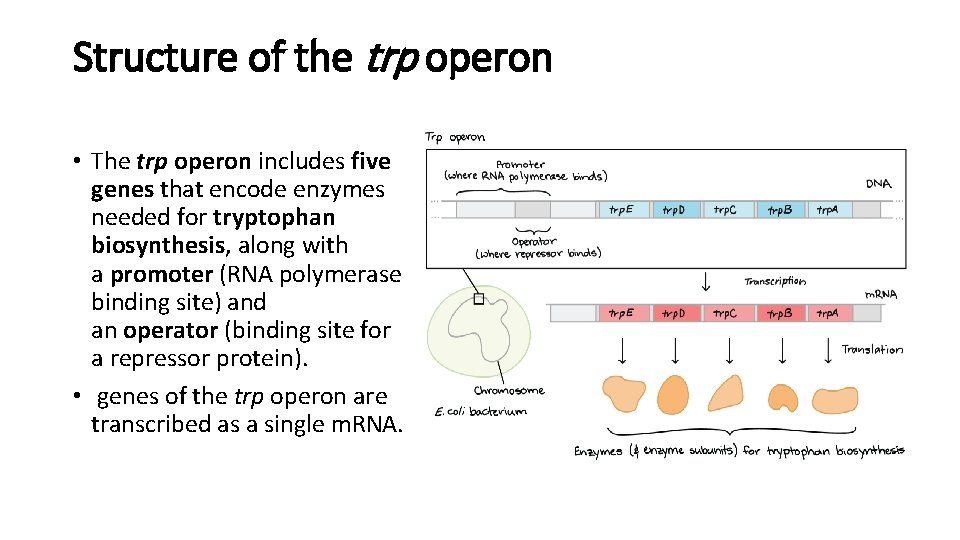Structure of the trp operon • The trp operon includes five genes that encode