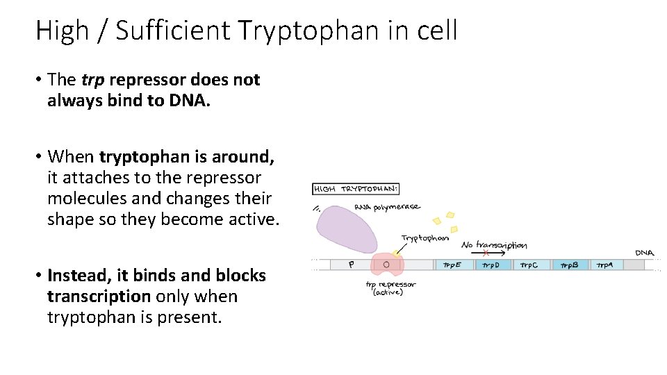 High / Sufficient Tryptophan in cell • The trp repressor does not always bind