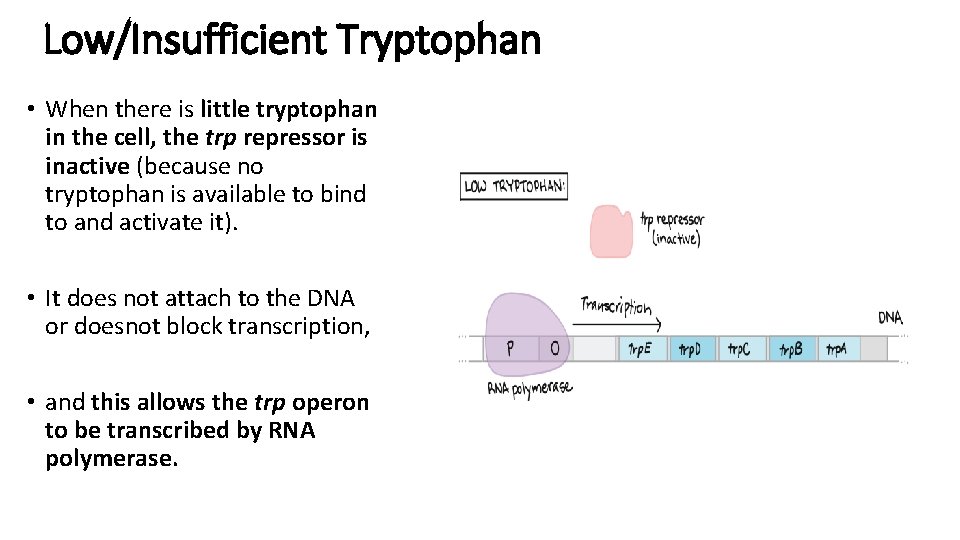 Low/Insufficient Tryptophan • When there is little tryptophan in the cell, the trp repressor