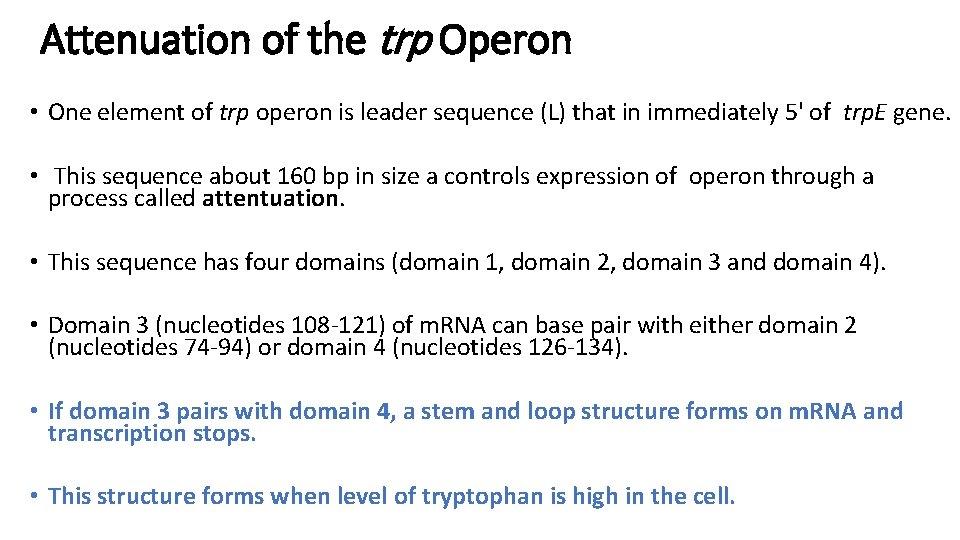 Attenuation of the trp Operon • One element of trp operon is leader sequence