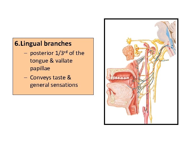 6. Lingual branches – posterior 1/3 rd of the tongue & vallate papillae –