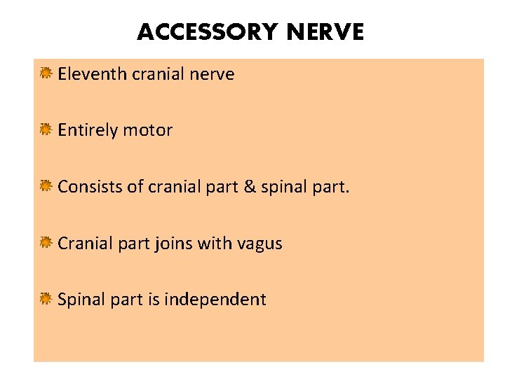 ACCESSORY NERVE Eleventh cranial nerve Entirely motor Consists of cranial part & spinal part.