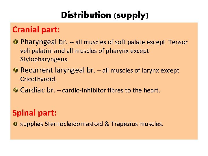 Distribution (supply) Cranial part: Pharyngeal br. -- all muscles of soft palate except Tensor