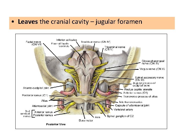  • Leaves the cranial cavity – jugular foramen 