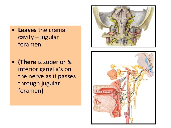  • Leaves the cranial cavity – jugular foramen • (There is superior &