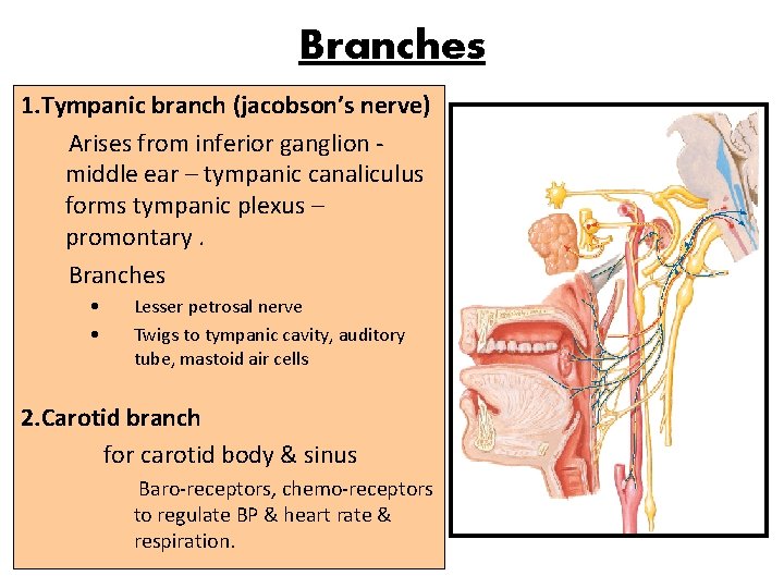 Branches 1. Tympanic branch (jacobson’s nerve) Arises from inferior ganglion middle ear – tympanic