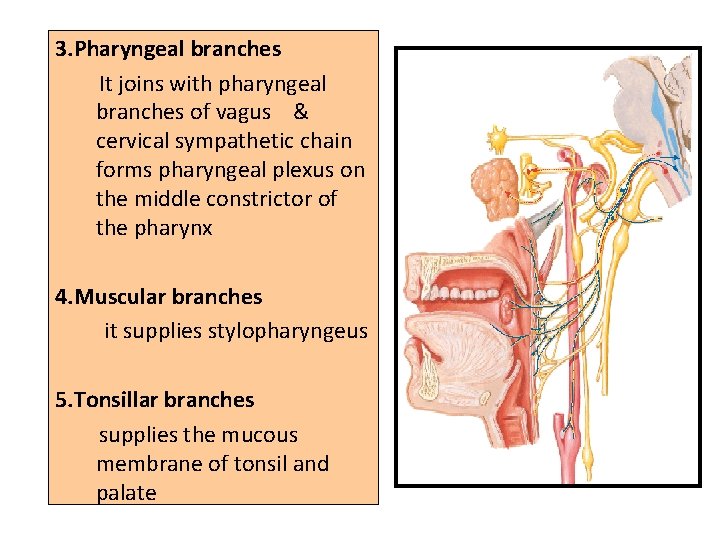3. Pharyngeal branches It joins with pharyngeal branches of vagus & cervical sympathetic chain