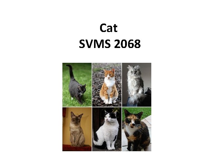 Cat SVMS 2068 